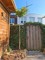 Gratis Lei lindes, 2 stuks, 2.5m hoog, 75-100 cm doorsnee, Tuin en Terras, Planten | Bomen, Ophalen, Bloeit niet, Halfschaduw