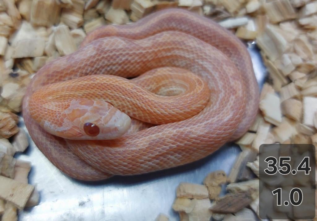 Pantherophis guttatus, Dieren en Toebehoren, Slang, 0 tot 2 jaar