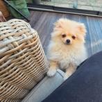 Pomeriaan pup teefje pomeranian  / dwergkees, Particulier, Keeshond, 15 weken tot 1 jaar, Buitenland