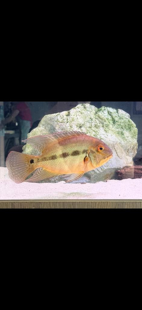 Zuid amerikaanse cichliden Hoplarchus psittacus true parrot, Overige soorten