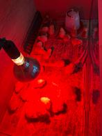 Kuikens legkip, Geslacht onbekend, Kip