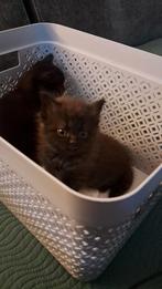 Nog 2 britse  korthaar/langhaar kittens, Dieren en Toebehoren, Ophalen of Verzenden