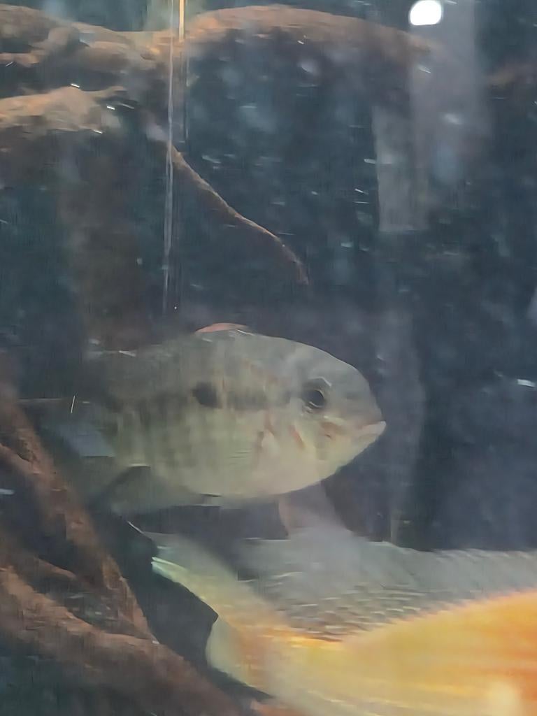 Krobia xinguensis volgroeid 10/12cm, Vis