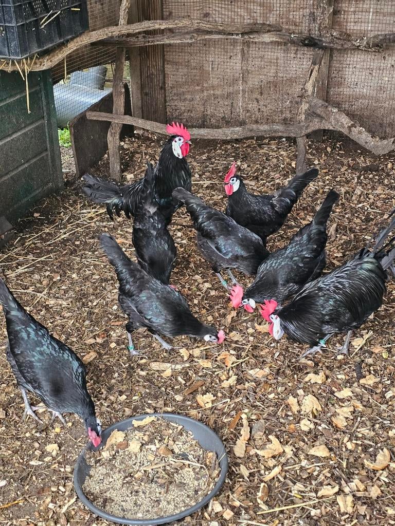 Broedeieren van de Mooie grote spaanse witwang kippen, Dieren en Toebehoren, Pluimvee, Geslacht onbekend, Kip