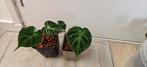 Philodendron Verrucosum stekjes, Huis en Inrichting, Kamerplanten, Ophalen of Verzenden, Overige soorten, Minder dan 100 cm
