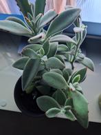Mooie Vetplant Kalanchoe Tomentosa, Ophalen, Vetplant, In pot, Minder dan 100 cm