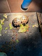 Gevraagd sporen schildpad, Dieren en Toebehoren, Reptielen en Amfibieën, 0 tot 2 jaar, Schildpad
