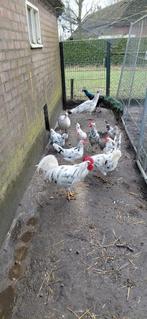 Te koop broedeieren van de Bonte leghorn, Dieren en Toebehoren, Pluimvee, Geslacht onbekend, Kip