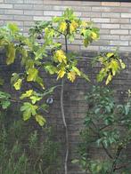 Vijgenboom, Ophalen, 100 tot 250 cm, Vijgenboom, Lente