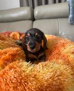 Ruwhaar teckels, België, Particulier, Reu, Dwerg