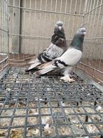 Super taklas koppel, Dieren en Toebehoren, Vogels | Duiven, Meerdere dieren, Overige soorten