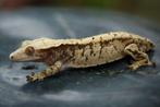 wimpergekko crested gecko vrouw, Dieren en Toebehoren, Reptielen en Amfibieën, 0 tot 2 jaar, Hagedis