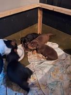 Te koop jack russel pups, Dieren en Toebehoren, Jack Russell Terriër, 8 tot 15 weken, Meerdere, Meerdere dieren