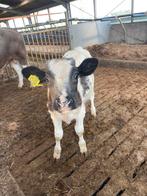Kruising BB x Holstein stier en FHxHF koekalf, Dieren en Toebehoren, Meerdere dieren, 0 tot 2 jaar