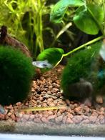 Platy's, Dieren en Toebehoren, Vissen | Aquariumvissen, Vis