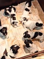 Friese stabij x cocker spaniel pups., Dieren en Toebehoren, CDV (hondenziekte), 8 tot 15 weken, Meerdere, Meerdere dieren