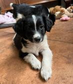 Super lieve Markiesje/Kooiker pups!, Dieren en Toebehoren, Nederland, Overige rassen, 8 tot 15 weken, CDV (hondenziekte)