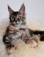 Prachtige maine coon kittens met stamboom!, Dieren en Toebehoren, Katten en Kittens | Raskatten | Langhaar, Poes, Gechipt, 0 tot 2 jaar