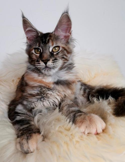 Prachtige maine coon kittens met stamboom!, Dieren en Toebehoren, Katten en Kittens | Raskatten | Langhaar, Poes, 0 tot 2 jaar