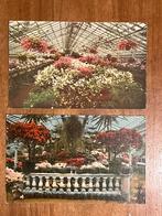 Frankfurt Palmgarten 1930. Azalea en Begonia bloemen., Ophalen of Verzenden, 1920 tot 1940, Ongelopen, Duitsland
