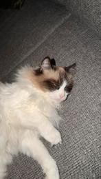 Gouden mandje voor ragdoll, Poes, Gechipt