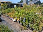 Fruitstruiken!! Bessen Braam framboos druif kiwi kruisbes, Ophalen of Verzenden, Vaste plant, Fruitplanten, Volle zon