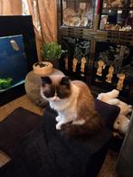 Vrouwtje kruising maine coon ragdoll