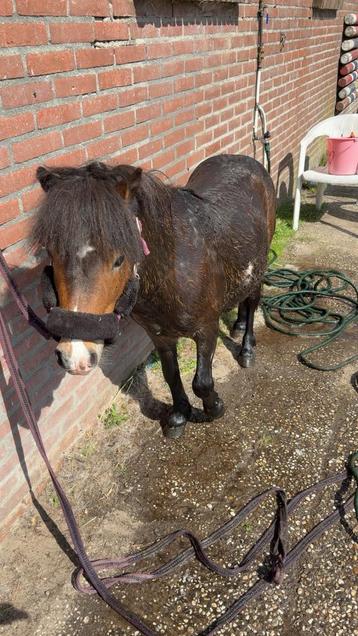 Gezocht: wei te huur beschikbaar voor biedingen