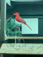 Koppel rode kardinalen, Dieren en Toebehoren, Vogels | Overige Vogels, Meerdere dieren, Tropenvogel, Geringd