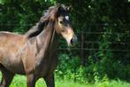 Jaarling Anglo-Arabier, Dieren en Toebehoren, Paarden, Minder dan 160 cm, Gechipt, Niet van toepassing, 0 tot 2 jaar