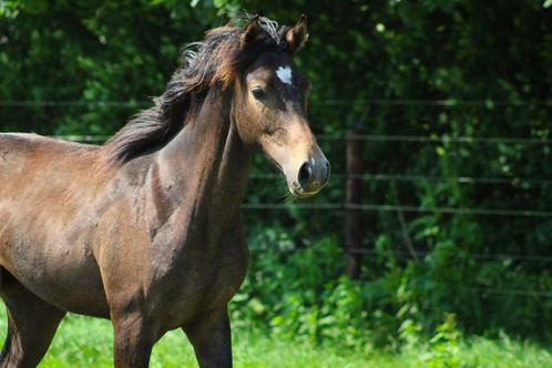 Jaarling Anglo-Arabier, Dieren en Toebehoren, Paarden, Hengst, Niet van toepassing, Minder dan 160 cm, 0 tot 2 jaar, Met stamboom