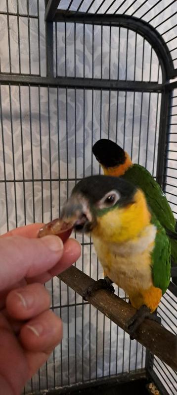 Tamme Zwartkop Caiques beschikbaar voor biedingen