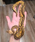 Clown Leopard Yellowbelly Pastel mannetje 2025, Dieren en Toebehoren, Reptielen en Amfibieën, Slang, 0 tot 2 jaar