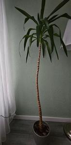Yucca plant, 150 tot 200 cm, Ophalen of Verzenden, Halfschaduw