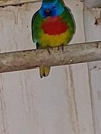 Splendid Man Wildkleur, Dieren en Toebehoren, Vogels | Parkieten en Papegaaien, Mannelijk, Parkiet, Geringd