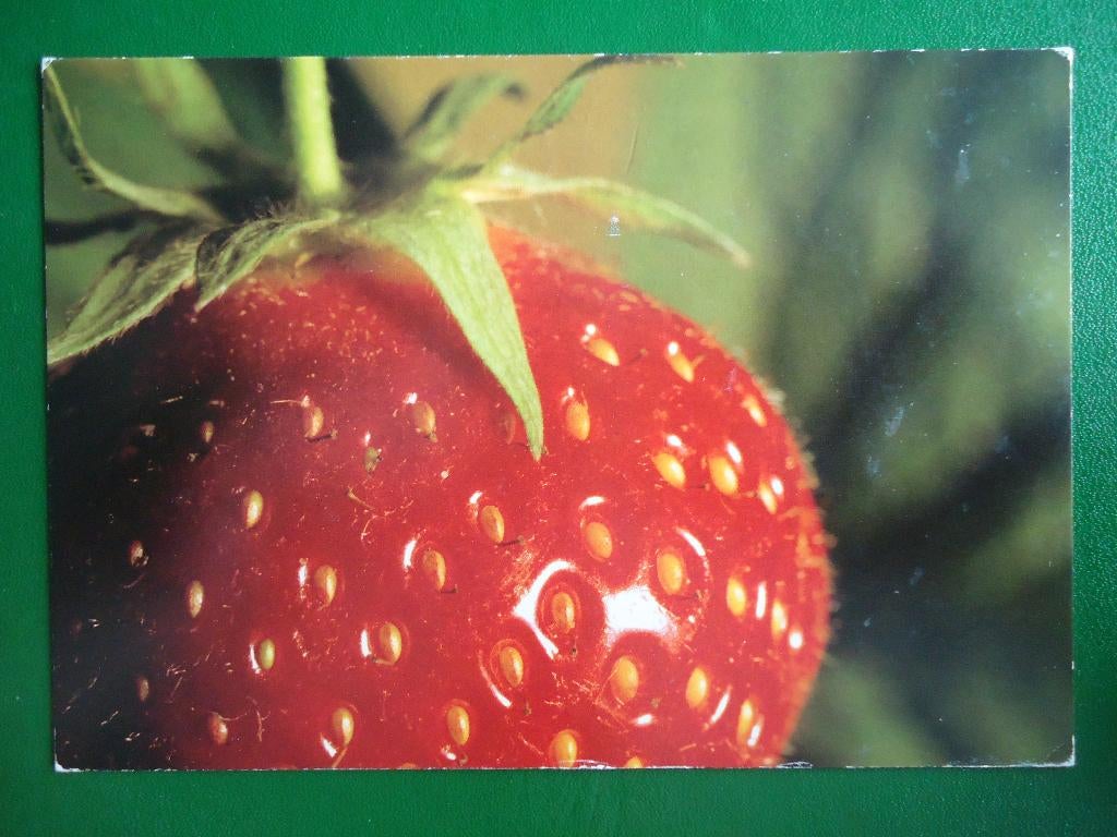 (86) Kaart: Aardbei, Ophalen of Verzenden, 1980 tot heden, Gelopen, Overige thema's