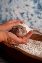 Tamme Ratten uit Opvang, Dieren en Toebehoren, Knaagdieren, Rat, Mannelijk, December, Tam