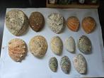 grote Haliotes schelpen grootste is 18/16 cm, Ophalen of Verzenden, Schelp(en)