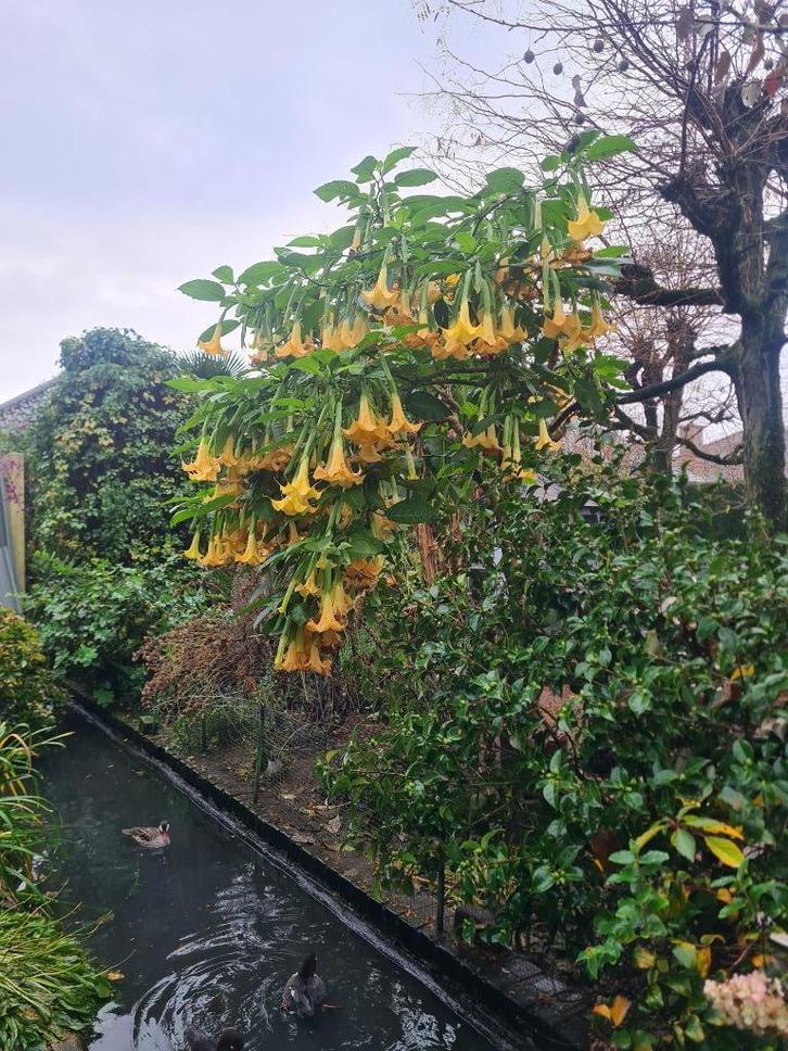 brugmansia, Tuin en Terras, Planten | Tuinplanten, Overige soorten, Volle zon, Ophalen