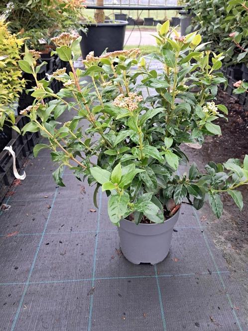 Viburnum tinus, Winter bloeier  groenblijvend €9,- pst, Tuin en Terras, Planten | Struiken en Hagen, Hortensia, Minder dan 100 cm