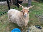 Prachtige Racka ooi te koop, Dieren en Toebehoren, Vrouwelijk, Geit, 3 tot 5 jaar