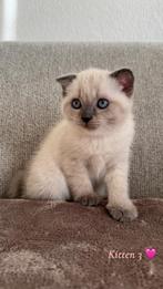 Scottish fold x Ragdoll kittens, Poes, Ontwormd