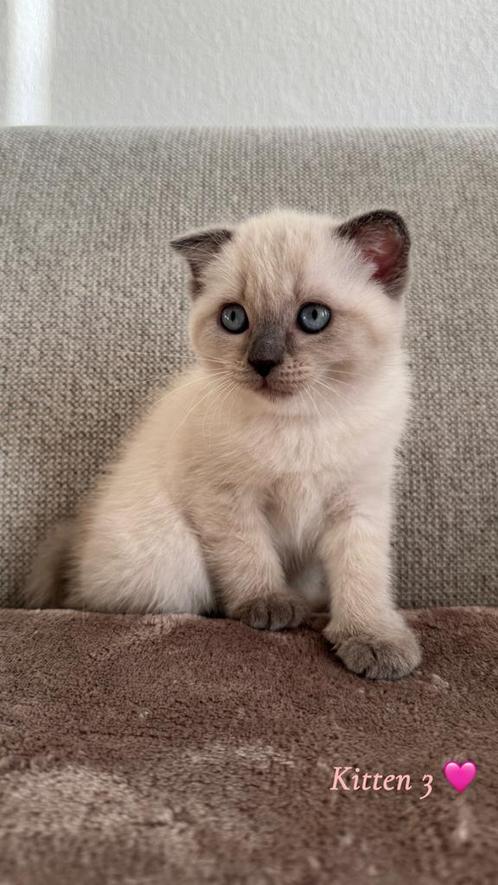 Scottish fold x Ragdoll kittens, Dieren en Toebehoren, Katten en Kittens | Raskatten | Korthaar, Poes, Ontwormd
