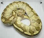 2021: 0.1 Fire butter het. Desert ghost (2400+ gram), Slang, Tam, 3 tot 6 jaar