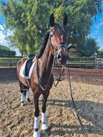 5 jarige merrie Fürst Dior x Kennedy, Dieren en Toebehoren, Paarden, Merrie, Met stamboom, Dressuurpaard, Zadelmak