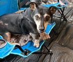 Vinny zoekt een baasje, Dieren en Toebehoren, 6 jaar of ouder, Jack Russell Terriër, Reu, Eén hond