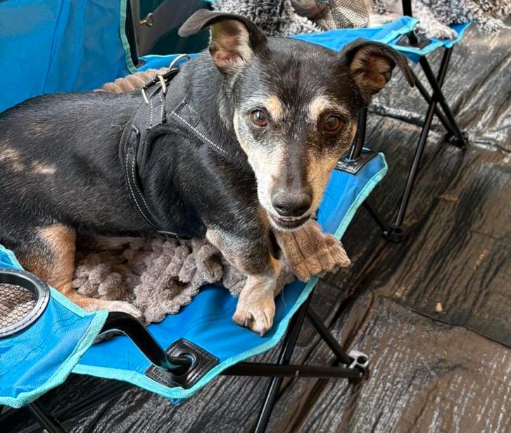 Vinny zoekt een baasje, Dieren en Toebehoren, Honden | Jack Russells en Terriërs, Reu, Jack Russell Terriër, Particulier, Eén hond