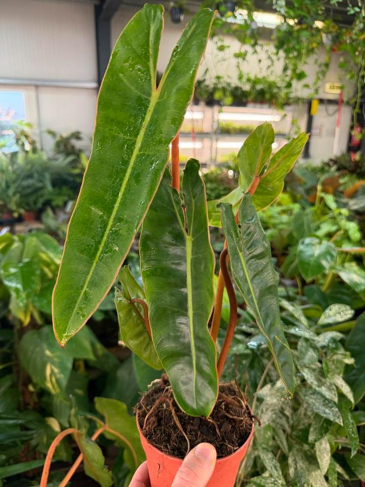 Philodendron Billietiae - 12cm pot, Huis en Inrichting, Kamerplanten, Ophalen of Verzenden