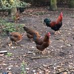 Welsumers kippen, Dieren en Toebehoren, Vrouwelijk, Kip