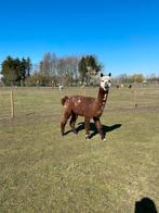 Alpaca dekhengst, Dieren en Toebehoren
